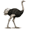 GEEKLEY – Bestiarium – Strauß