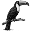 GEEKLEY – Bestiarium – Tukan