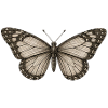GEEKLEY – Bestiarium – Schmetterling