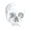 Grau Schädel Illustration