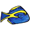 Blauer Kaiserfisch mit gelbem Streifen