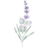 Lavendel- und Eukalyptus-Botanische Kunst