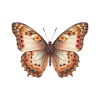 Brauner ätherischer Schmetterling