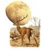 Hirsch und Mond: Cervus Elaphus