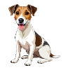 Russell Terrier Hund