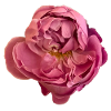 Elegante rosa Rosenblüte