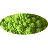 Romanesco-Brokkoli