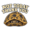 Nicht heute, Schildkröte