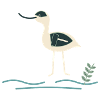 Säbelsäbel im flachen Wasser