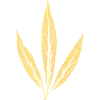 Blatt - Wasserdost (Eupatorium cannabinum)