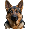 Schäferhund Portrait 