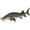 Stör Fisch Angeln