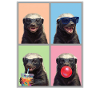 Honey Badger Honigdachs
