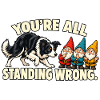 Border Collie Herdenzwerge