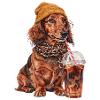 Langhaardackel mit Leo-Schal und Eiskaffee