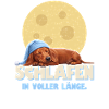 Dackel - Schlafen in voller Länge
