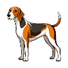 Baumläufer-Coonhound