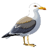 Möwe