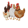 Hühnerfamilie Stickerei