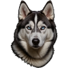 Husky  Porträt
