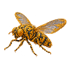 Goldene Ornamente-Fliege