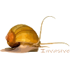 Apfelschnecke invasiv ?