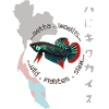 Betta imbellis, Kampffisch Wildform 