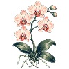 Orchideenliebe – botanische Blüten