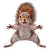 Eichhoernchen