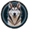 Nachthimmel Husky Porträt