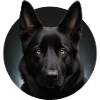 Nachtsturm Schäferhund Portrait