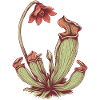 Karnivoren Pitcherpflanze - Botanische Kunst