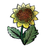 Sonnenblumen-Skizze-Botanischer Tee