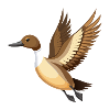 Schwanzente fliegt