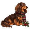 Weihnachtsdackel mit Schal