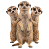 Erdmaennchen