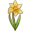 Narzissen-Aquarellblüte