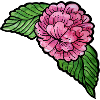 Rosa Pfingstrose auf schwarzer Seide