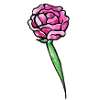 Rosa Aquarell Rosenblüte