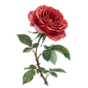 Crimson Rose Botanische Illustration