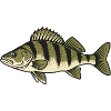 Zander Streifen Naturzeichnung