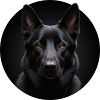 Schwarzer Schäferhund Portrait
