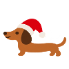 Dackel mit Weihnachtsmütze