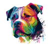 Bunte Amerikanische Bulldogge American Bully