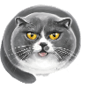 Kater Whopper
