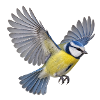 Blaumeise im Flug – blaugelbes Gartenvogelmotiv