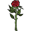 Karmesinrote Rose auf schwarzem Hintergrund