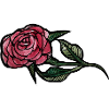 Karmesinrose Aquarell