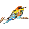 Bienenfresser I. - Vogel
