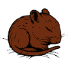 Schlafende Rennmaus